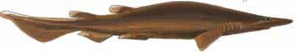 Illustration: Brown Cat Shark