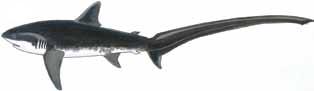 Illustration: Common Thresher Shark