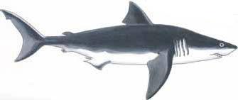 Illustration: Great White Shark
