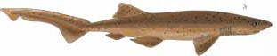 Illustration: Sevengill Shark