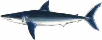 Illustration: Shortfin Mako Shark