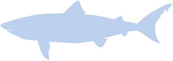 Silhouette: Basking Shark