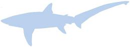 Silhouette: Bigeye Thresher Shark