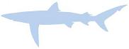 Silhouette: Blue Shark