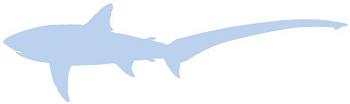 Silhouette: Common Thresher Shark