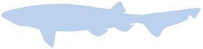 Silhouette: Sixgill Shark