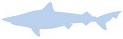 Silhouette: Tope (Soupfin) Shark