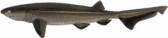Illustration: Sixgill Shark