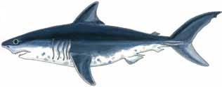 Illustration: Salmon Shark