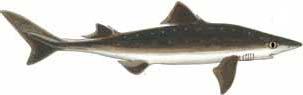 Illustration: Spiny Dogfish