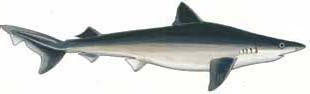 Illustration: Tope (Soupfin) Shark