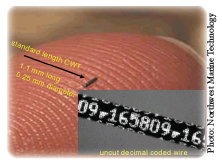Photo: Picture of a coded wire tag on a fingertip.