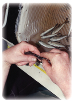 Photo: Juvenile salmong being tagged, removal of adipose fin.