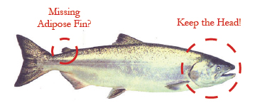 Illustration: Chinook with missing adipose fin? Keep the head!