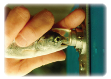 Photo: Juvenile salmon being tagged.