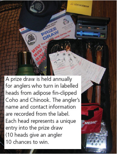 Illustration: A prize draw is held annually for anglers who turn in labelled heads from adipose-clipped salmon. Each head represents a unique entry into the prize draw. The angler's name and contact information are recorded from the label.