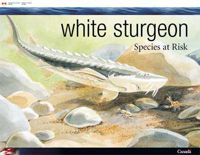Cover of brochure: White Sturgeon, a species at risk