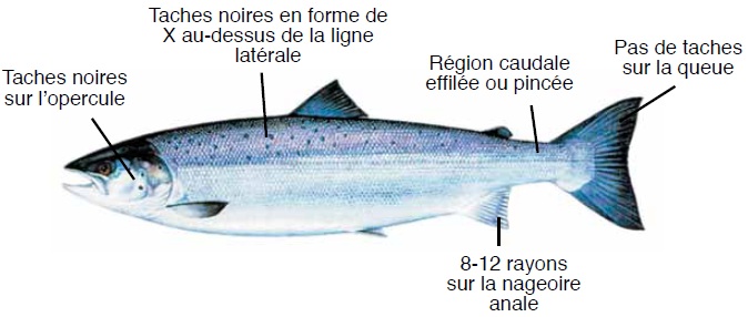 Caractéristiques du saumon de l'atlantique