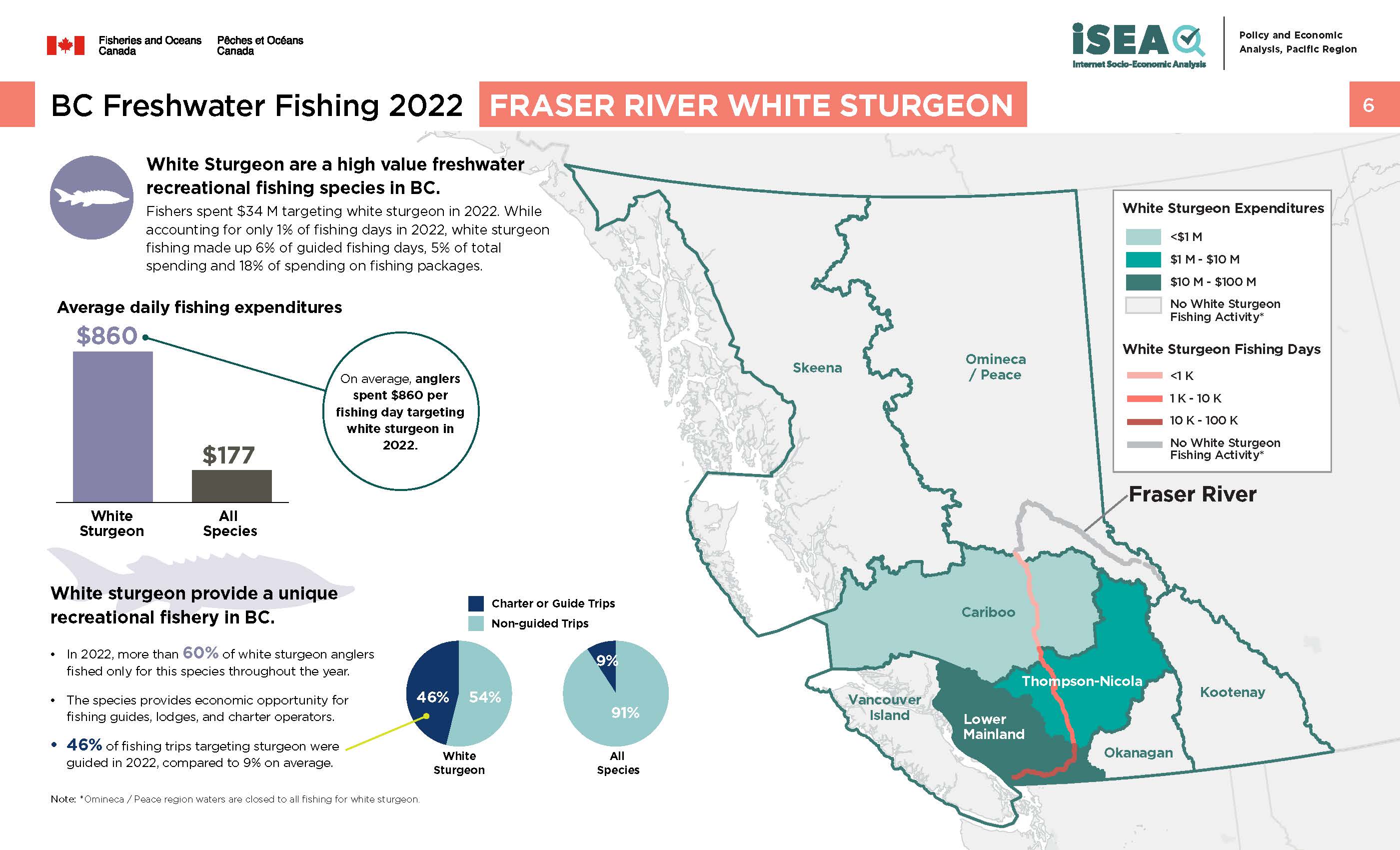 Photo: infographic of BC freshwater fishing 2022, Fraser River white sturgeon