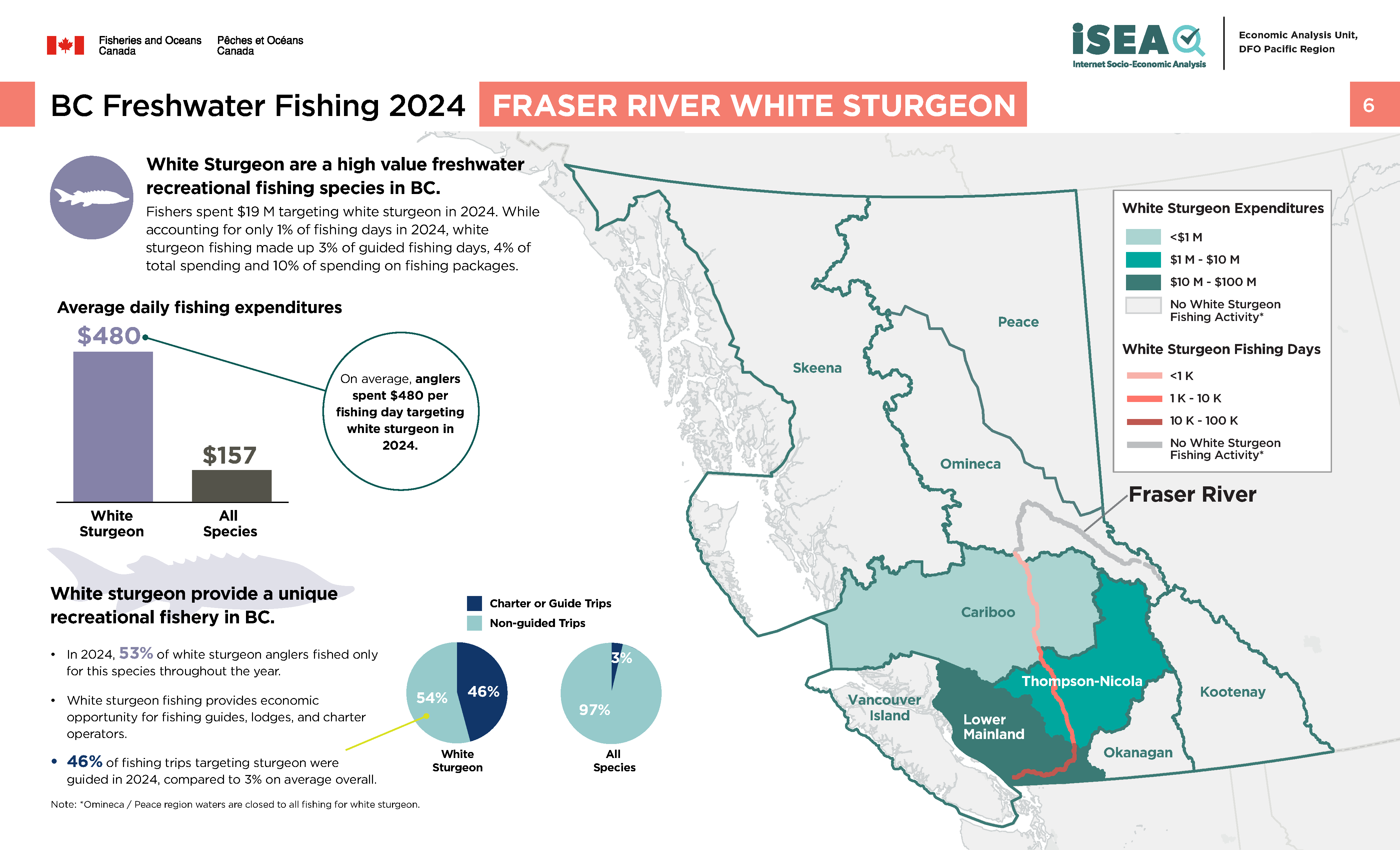 Photo: infographic of BC freshwater fishing 2024, Fraser River white sturgeon