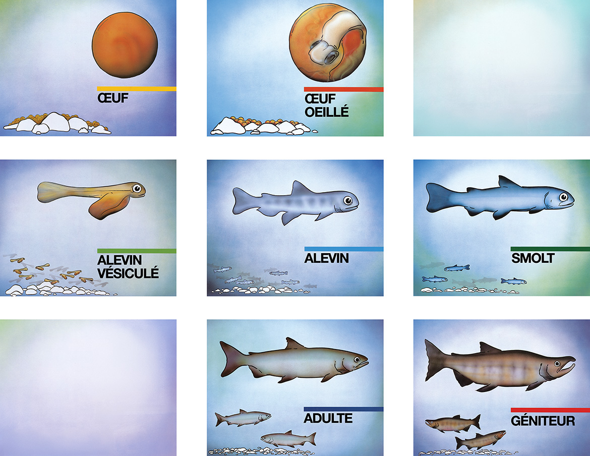 Affiche des Les étapes du cycle de vie du saumon