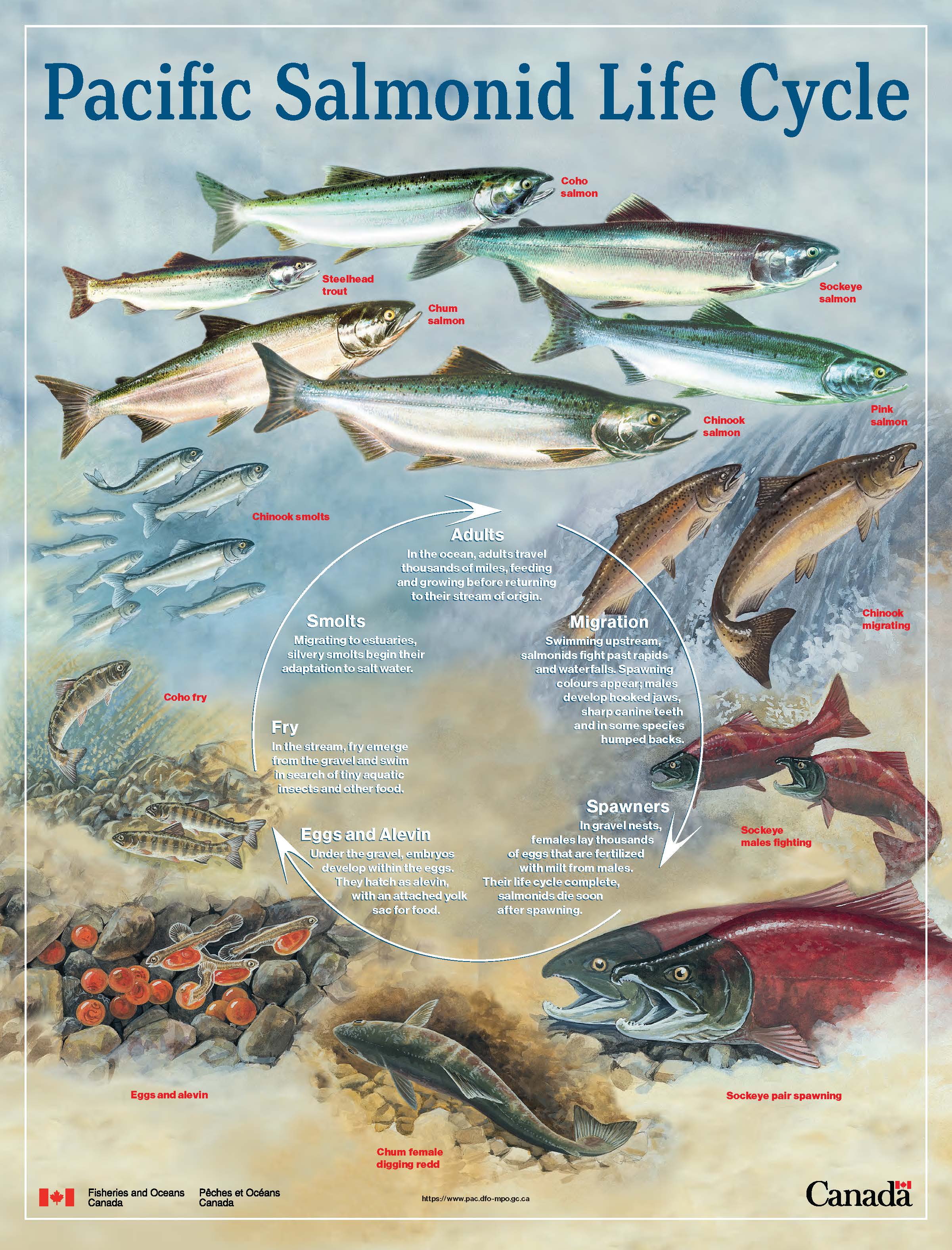 Infographic: Pacific salmonid life cycle