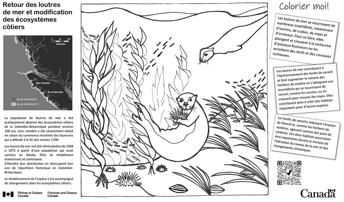 Retour des loutres de mer et modification des écosystèmes côtiers