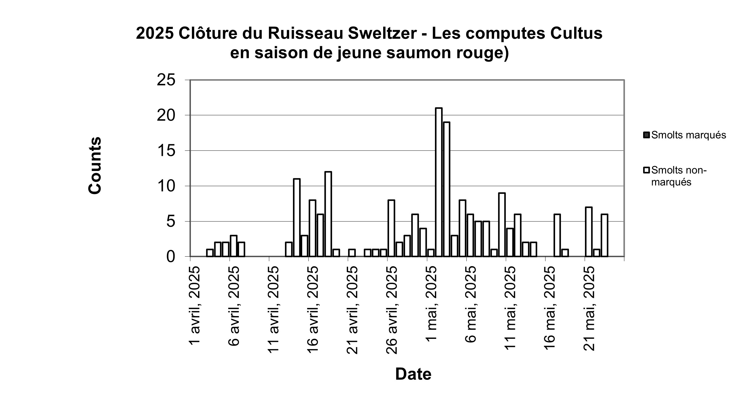 Graph: In-season Cultus sockeye smolt counts at Sweltzer Creek fence 2025