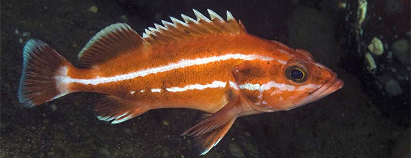 Yelloweye rockfish