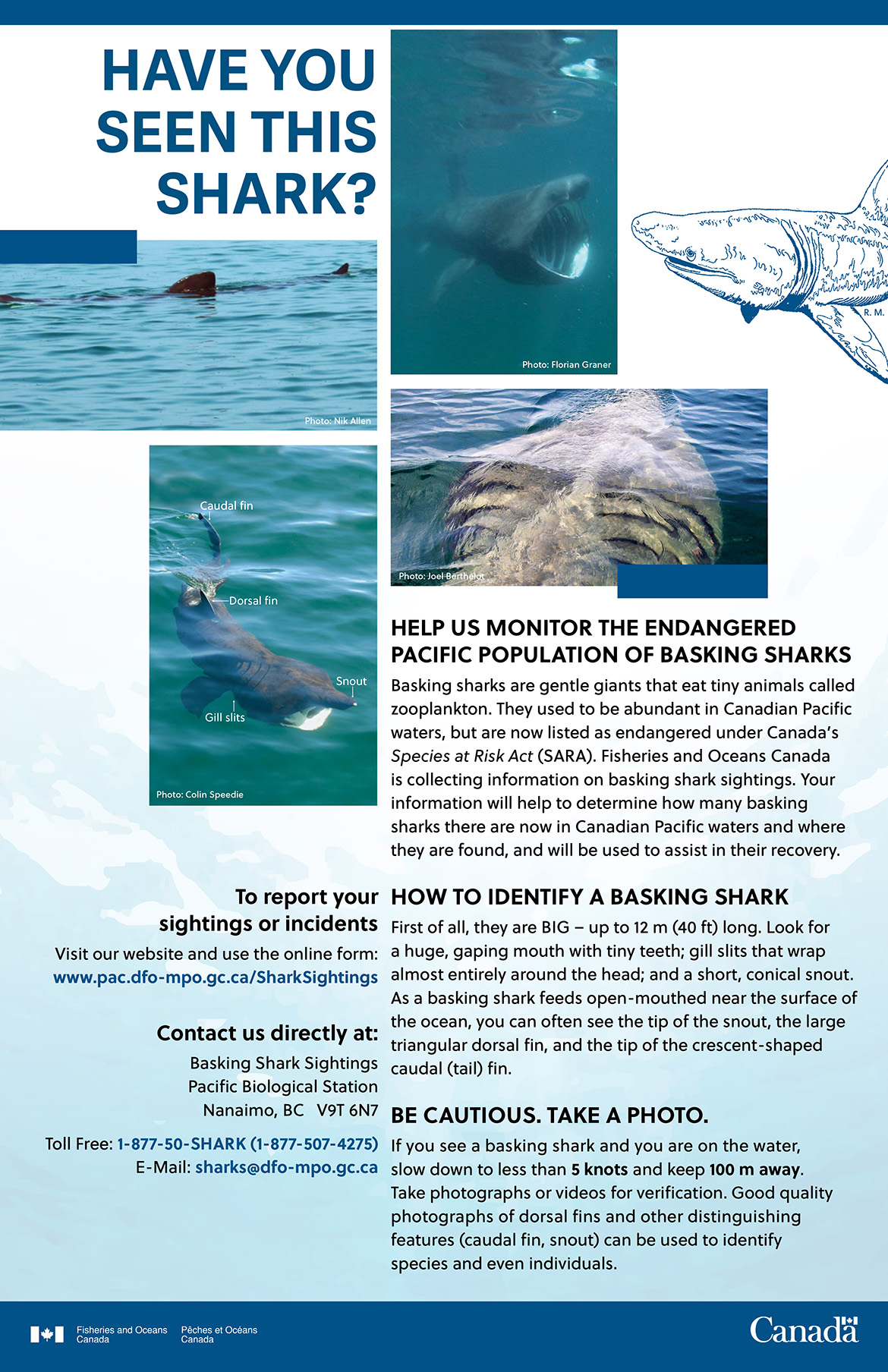 Poster: Have you seen this shark