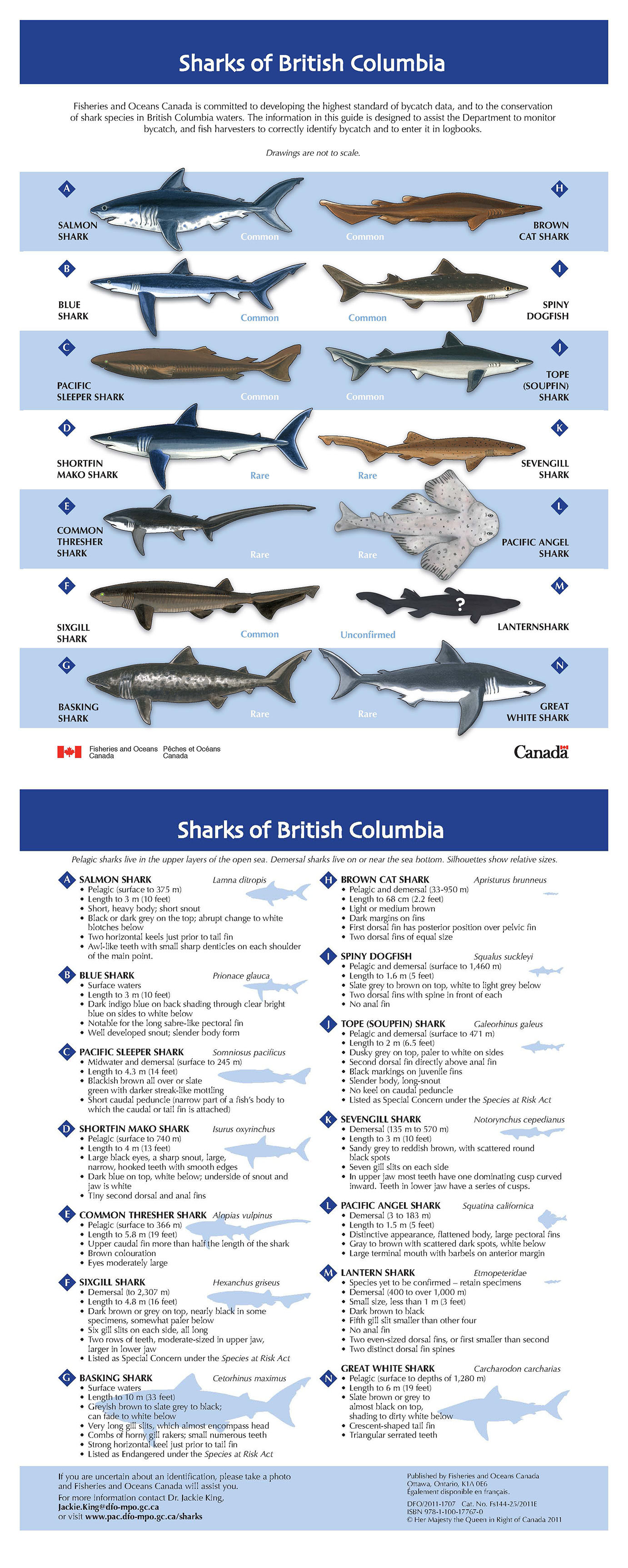 Poster: Sharks of British Columbia
