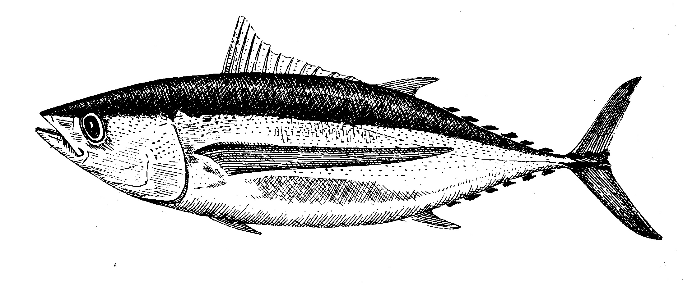 Albacore Tuna