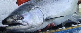 Chinook tag
