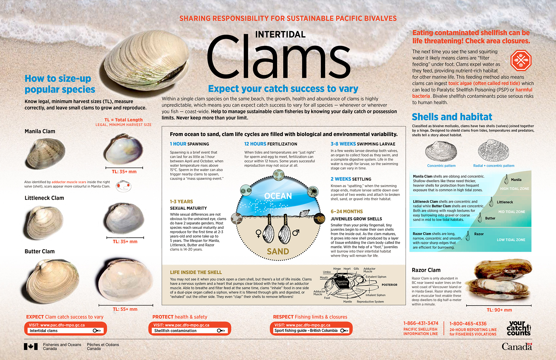 Infographic: Sharing responsibility for Pacific bivalves-Intertidal clams