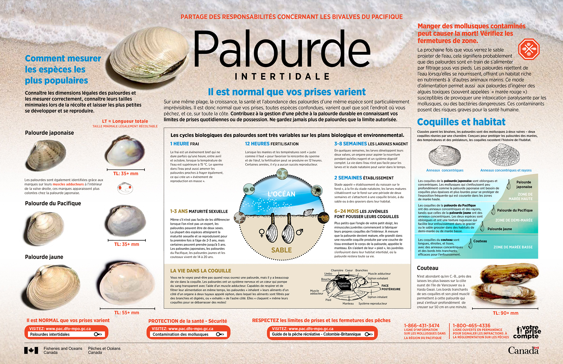 Infographie : Partage des responsabilités concernant les bivalves du pacifique - Palourde intertidale