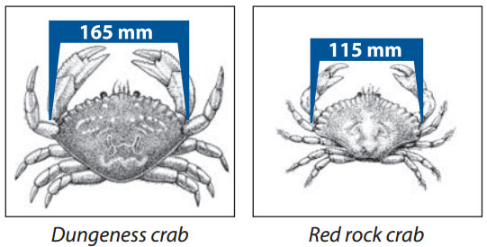 Crab Species Chart