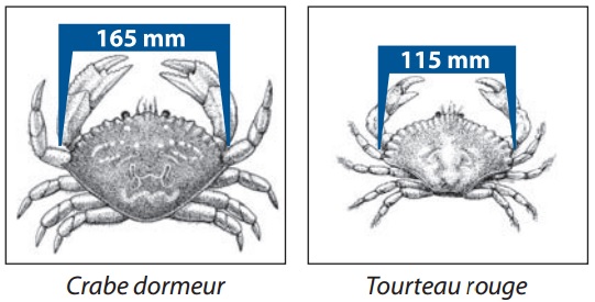 mesurer votre crabe immédiatement à la prise