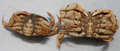 Identification of female Dungeness or Red Rock crabs