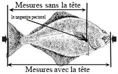 halibut measurement diagram