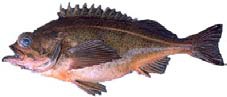Bank Rockfish