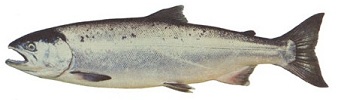 Saumon coho
