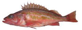 Greenstriped Rockfish