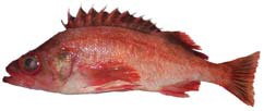 Harlequin Rockfish