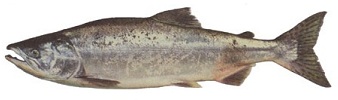 Saumon rose