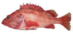 Rougheye Rockfish