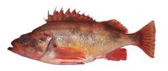 Sharpchin Rockfish