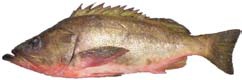 Silvergray Rockfish