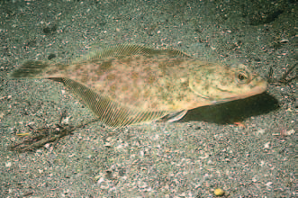 Sole Flounder