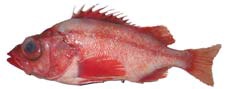 Splitnose Rockfish