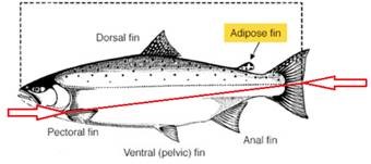 The length of a salmon is measured from tip of nose to fork in tail.